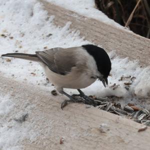 Marsh Tit