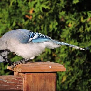 Blue Jay