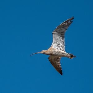 Eurasian Curlew