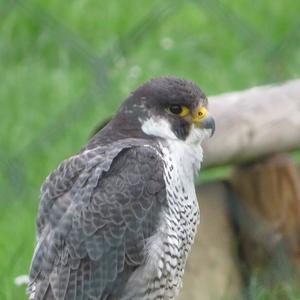 Peregrine Falcon