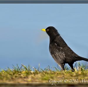 Eurasian Blackbird