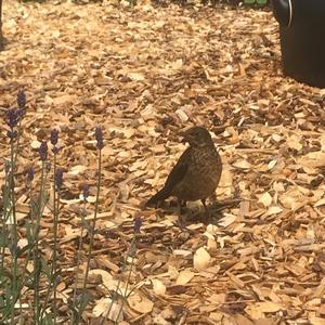 Eurasian Blackbird