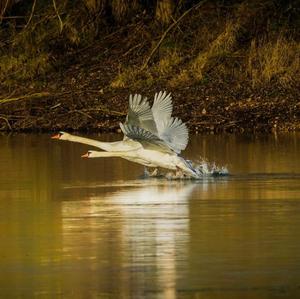 Mute Swan