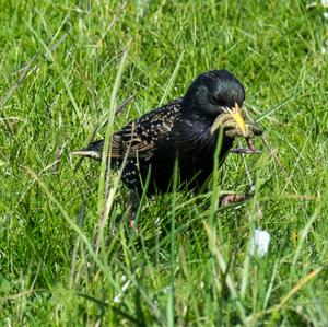 Common Starling