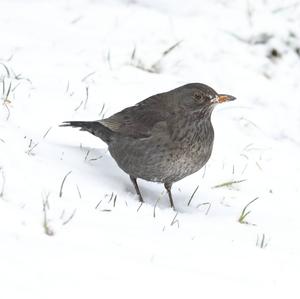 Eurasian Blackbird