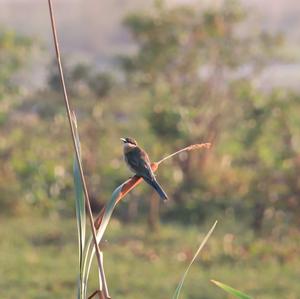 European Bee-eater