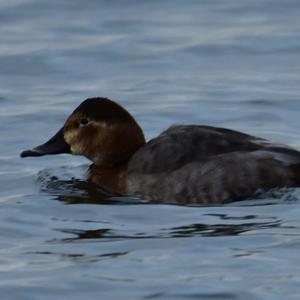 Common Pochard