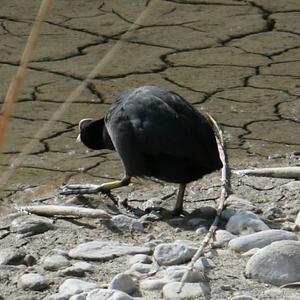 Common Coot