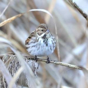 Reed Bunting