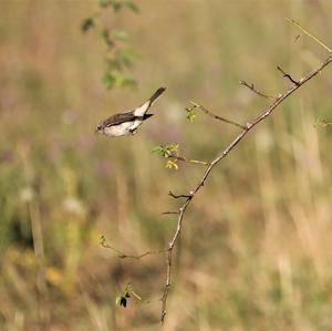 Red-backed Shrike