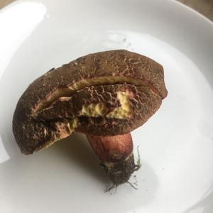 Red-cracked Bolete