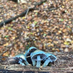 Green Stropharia