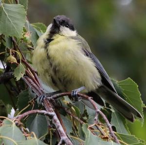 Great Tit