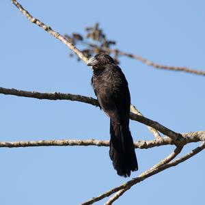 Smooth-billed Ani