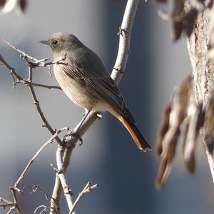 Black Redstart