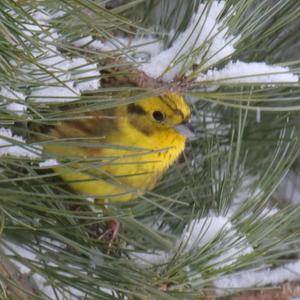 Yellowhammer