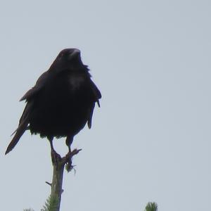 Carrion Crow