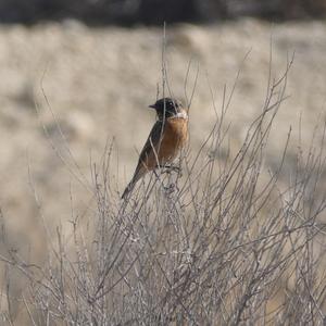 European stonechat