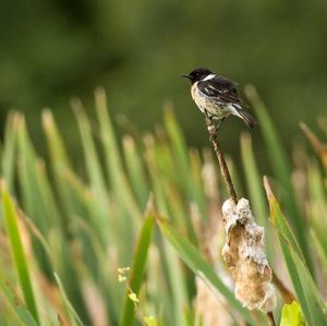 European stonechat