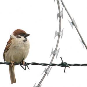 Eurasian Tree Sparrow