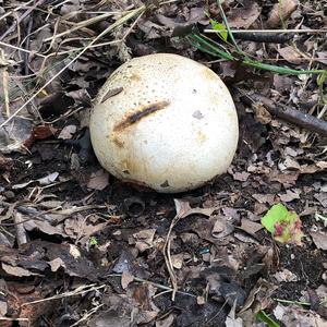 Giant Puffball