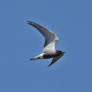 Black Tern