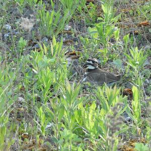 Killdeer