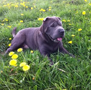 Chinese Shar-Pei