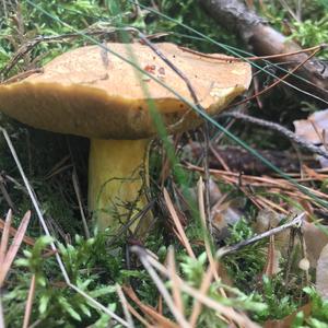 Dotted-stalk Bolete