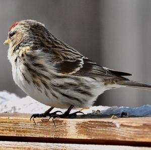 Common Redpoll