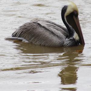 Brown Pelican