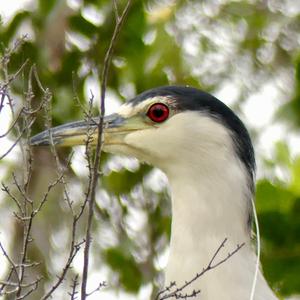 Black-crowned Night-heron