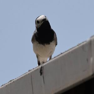 White Wagtail