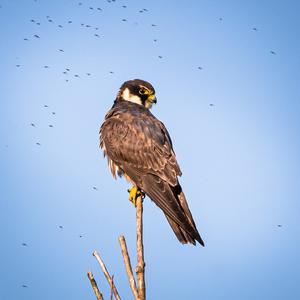 Eurasian Hobby