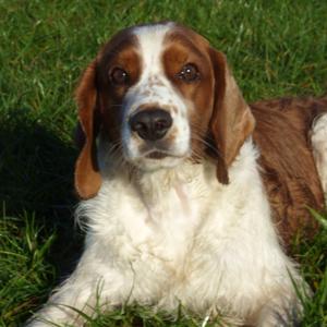 Spaniel (Welsh Springer)