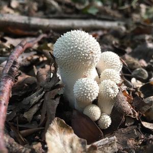 Gem-studded Puffball