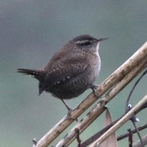 Winter Wren