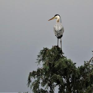 Grey Heron