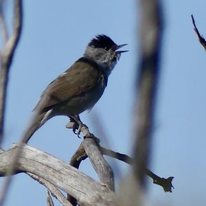 Blackcap