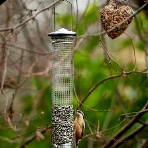 Wood Nuthatch