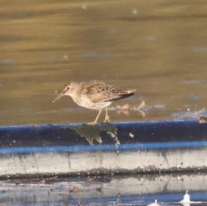 Dunlin