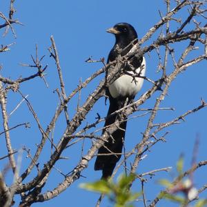 Black-billed Magpie