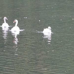 Mute Swan