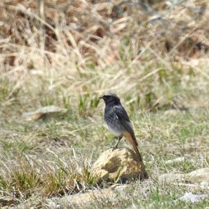 Black Redstart