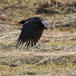 Carrion Crow