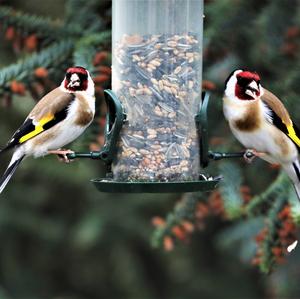 European Goldfinch