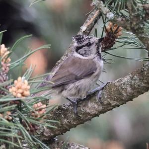 Crested Tit