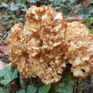 Eastern Cauliflower Mushroom