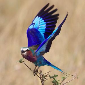 European Roller