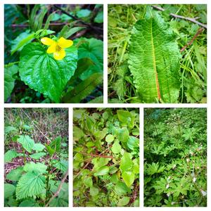 LargeStinging Nettle